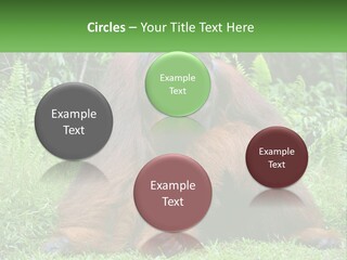 Orangutan PowerPoint Template