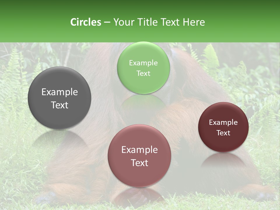 Orangutan PowerPoint Template