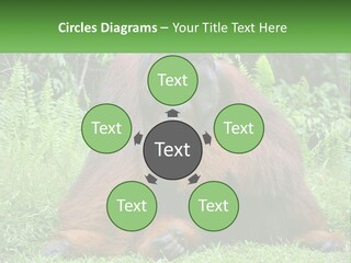 Orangutan PowerPoint Template