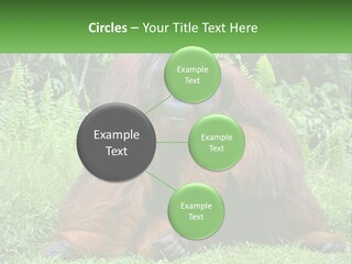 Orangutan PowerPoint Template