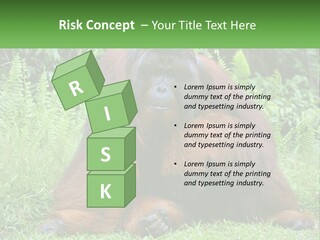 Orangutan PowerPoint Template