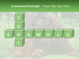 Orangutan PowerPoint Template