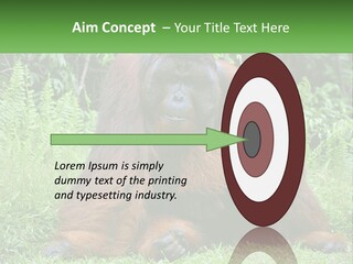 Orangutan PowerPoint Template