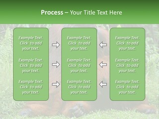 Orangutan PowerPoint Template