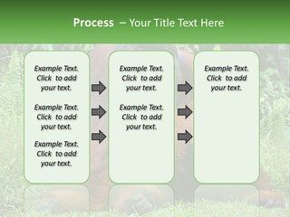 Orangutan PowerPoint Template