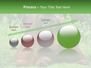 Orangutan PowerPoint Template