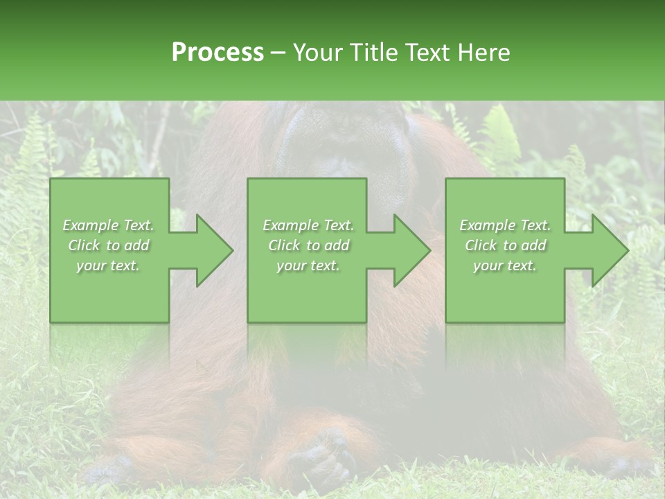 Orangutan PowerPoint Template