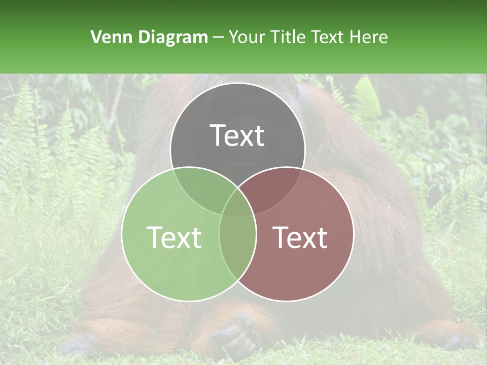 Orangutan PowerPoint Template
