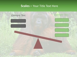 Orangutan PowerPoint Template