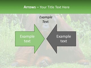 Orangutan PowerPoint Template