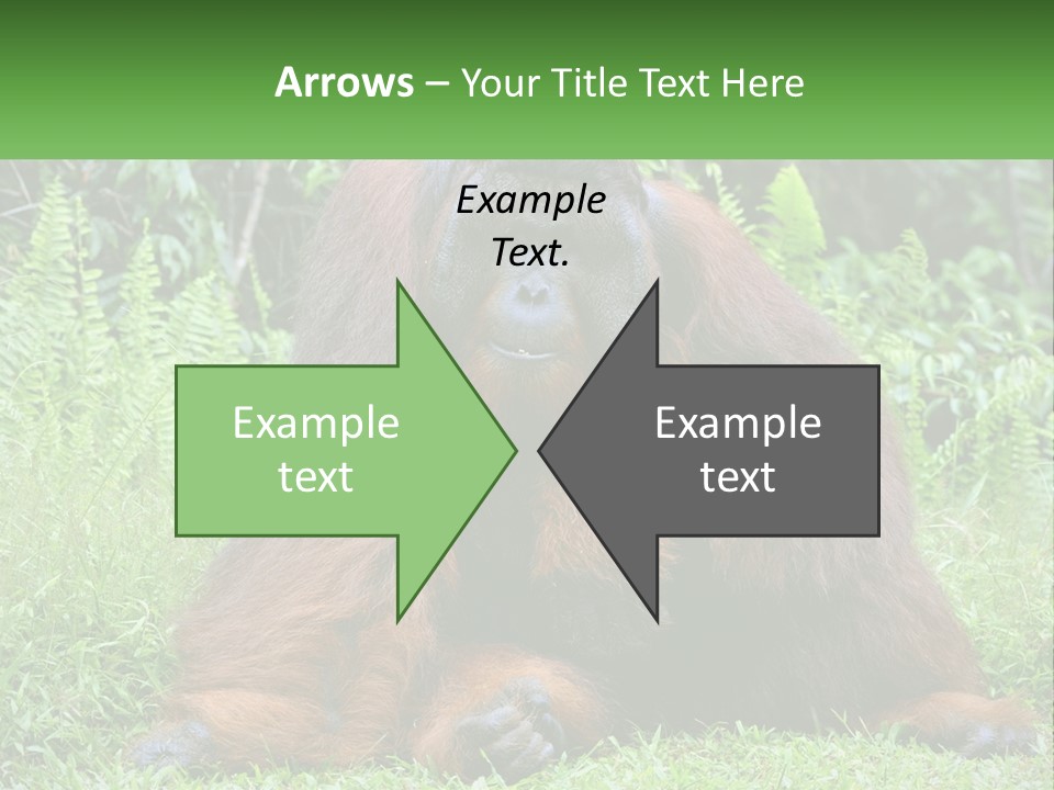 Orangutan PowerPoint Template