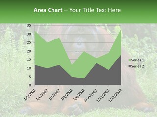 Orangutan PowerPoint Template