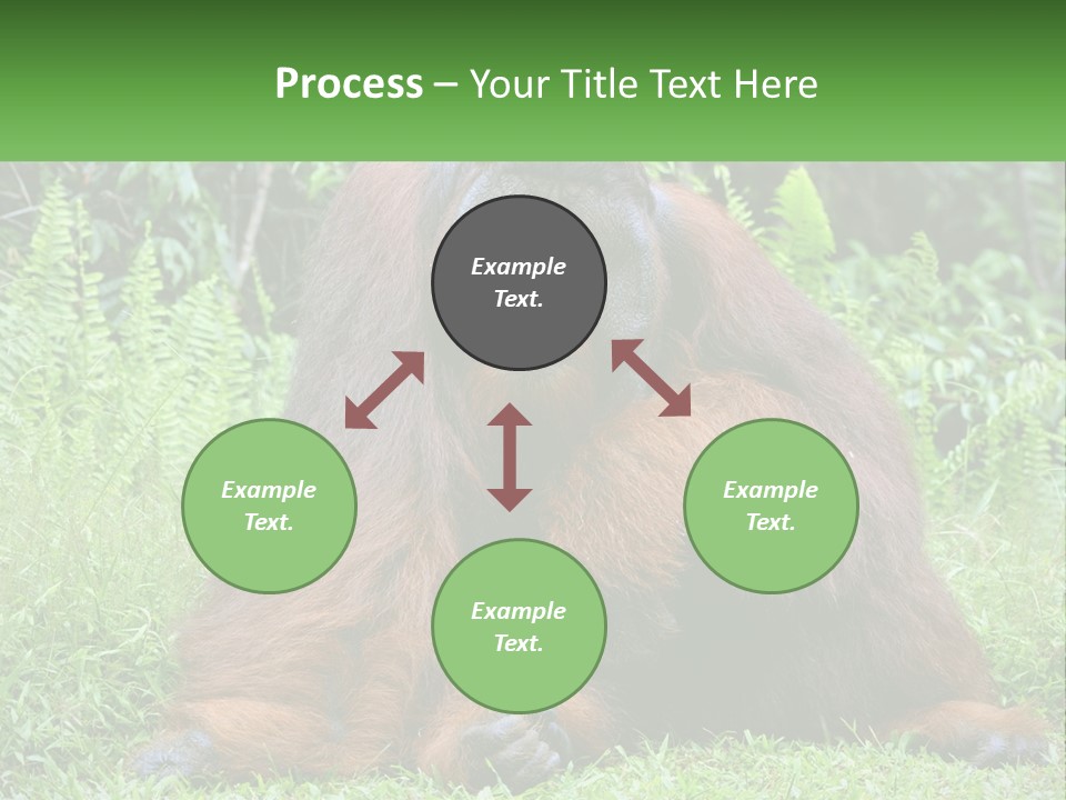 Orangutan PowerPoint Template
