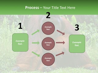 Orangutan PowerPoint Template