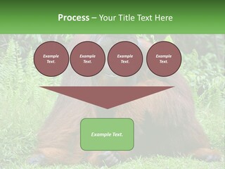 Orangutan PowerPoint Template