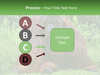 Orangutan PowerPoint Template