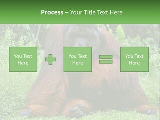 Orangutan PowerPoint Template