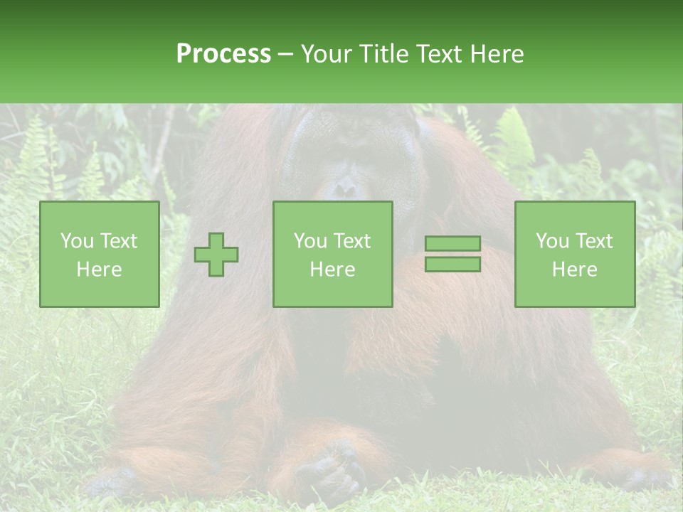 Orangutan PowerPoint Template