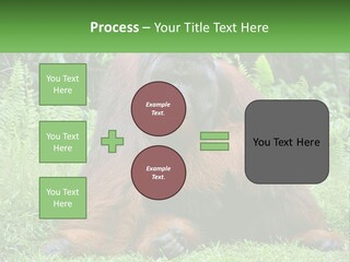 Orangutan PowerPoint Template
