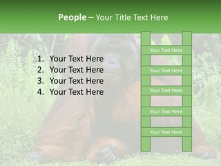 Orangutan PowerPoint Template