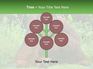 Orangutan PowerPoint Template