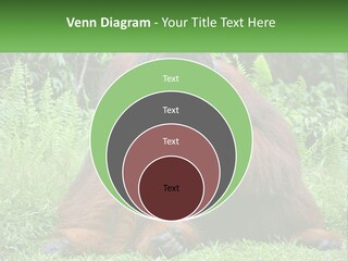 Orangutan PowerPoint Template