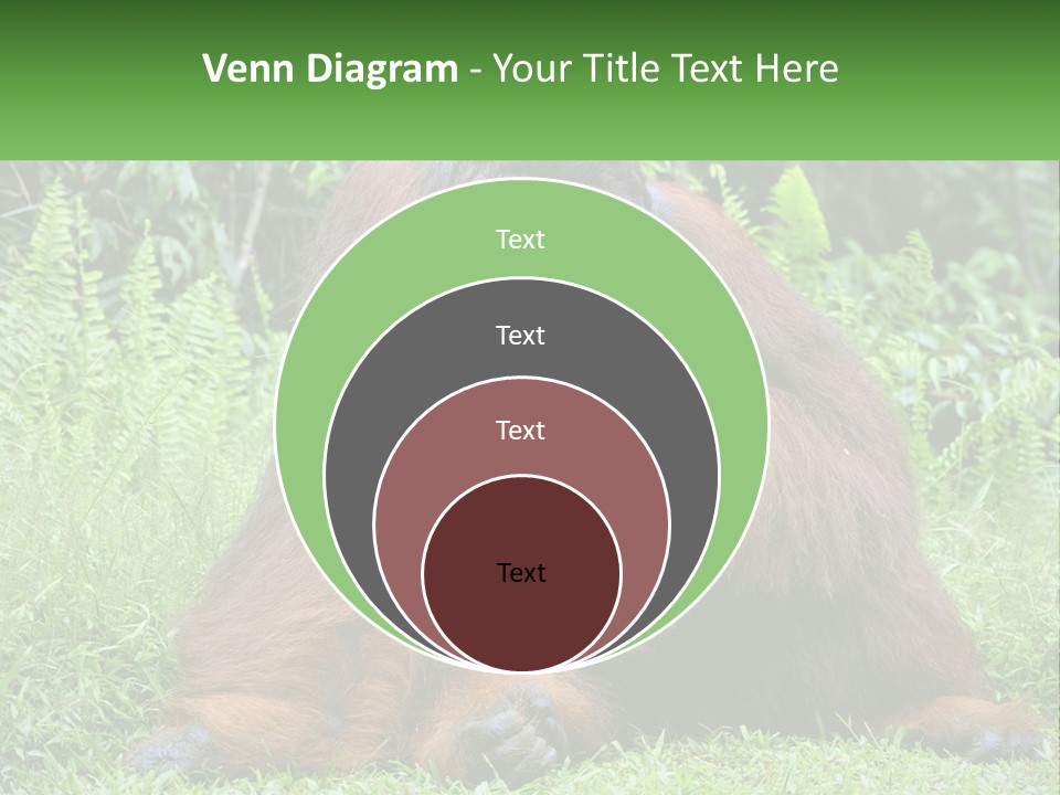 Orangutan PowerPoint Template
