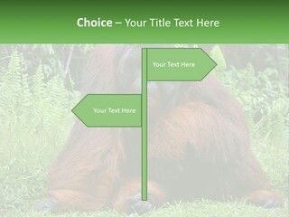 Orangutan PowerPoint Template