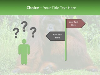 Orangutan PowerPoint Template