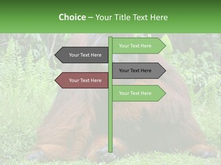 Orangutan PowerPoint Template