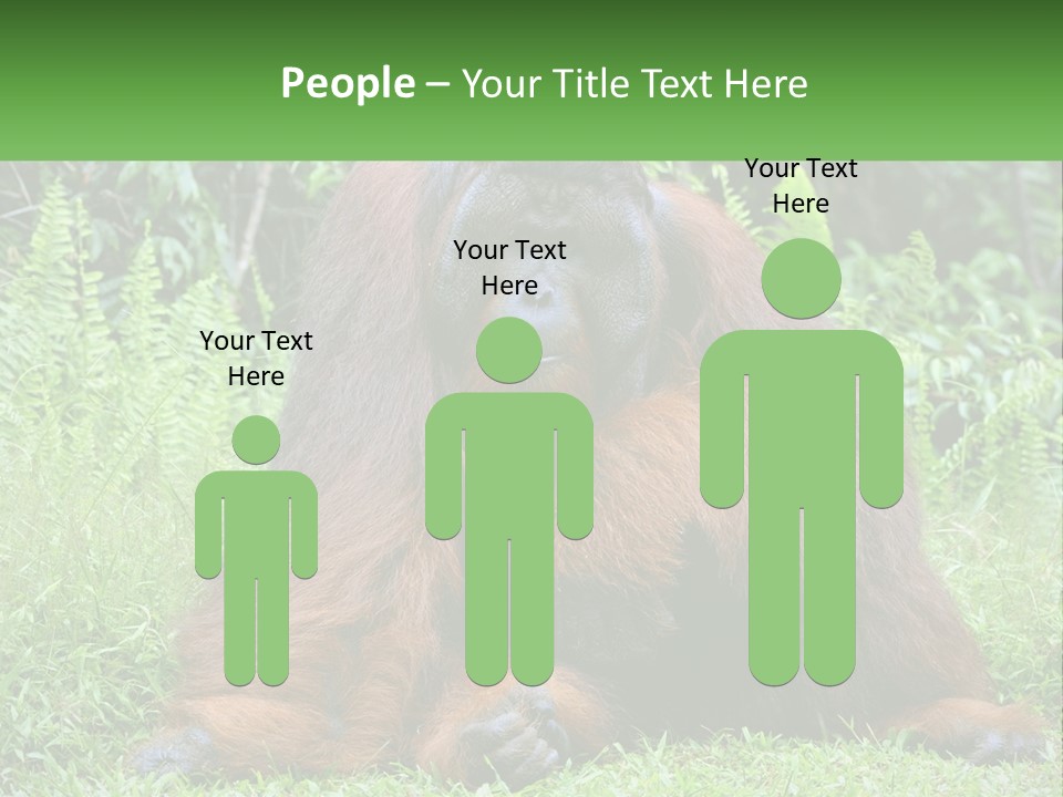 Orangutan PowerPoint Template