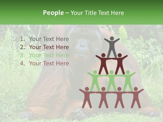Orangutan PowerPoint Template