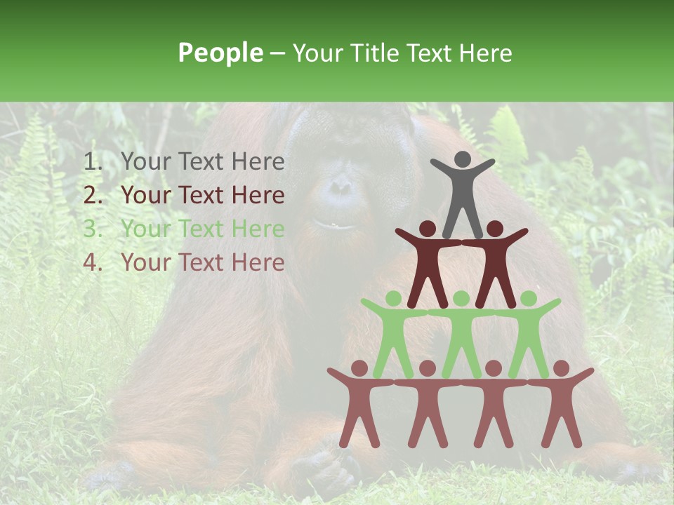 Orangutan PowerPoint Template