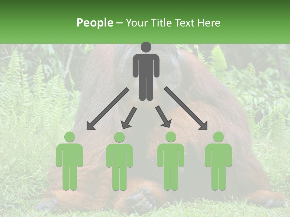 Orangutan PowerPoint Template