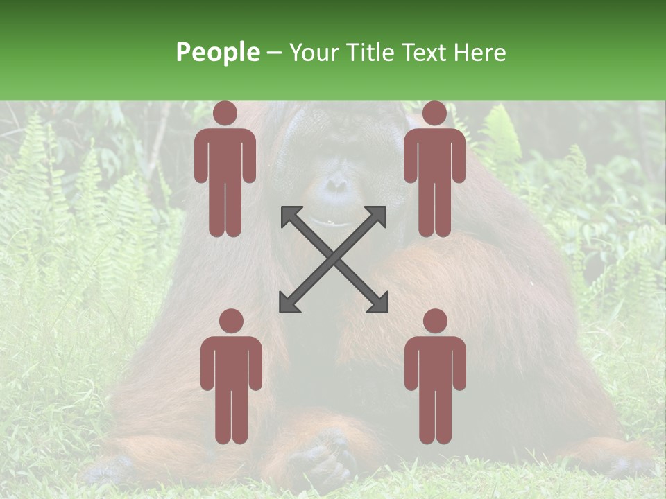 Orangutan PowerPoint Template