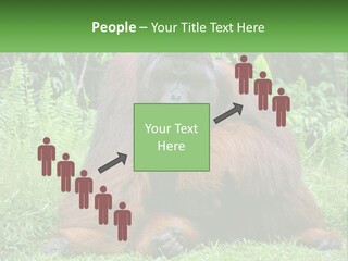 Orangutan PowerPoint Template