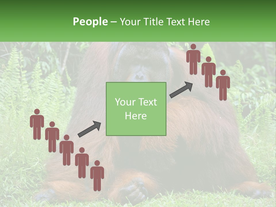 Orangutan PowerPoint Template