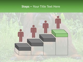 Orangutan PowerPoint Template