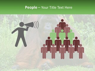 Orangutan PowerPoint Template