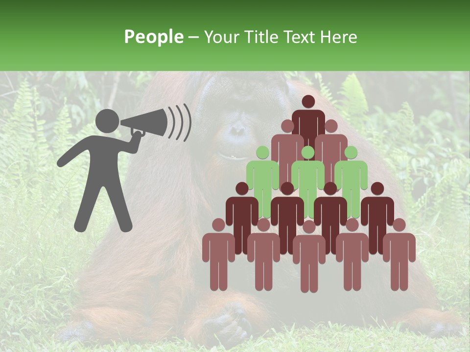 Orangutan PowerPoint Template