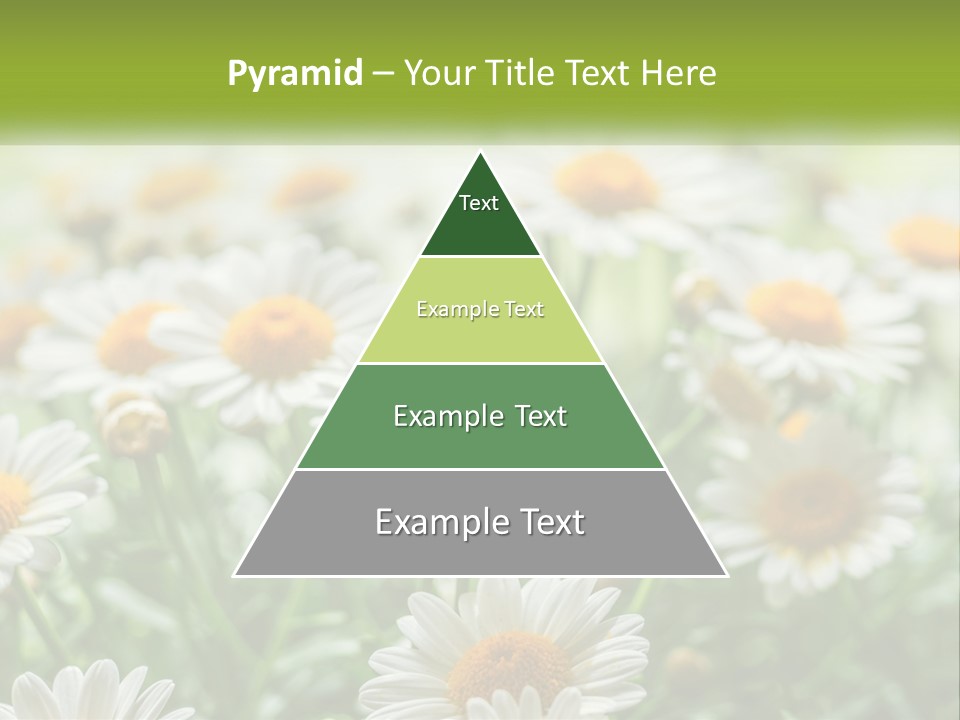Camomile Field PowerPoint Template