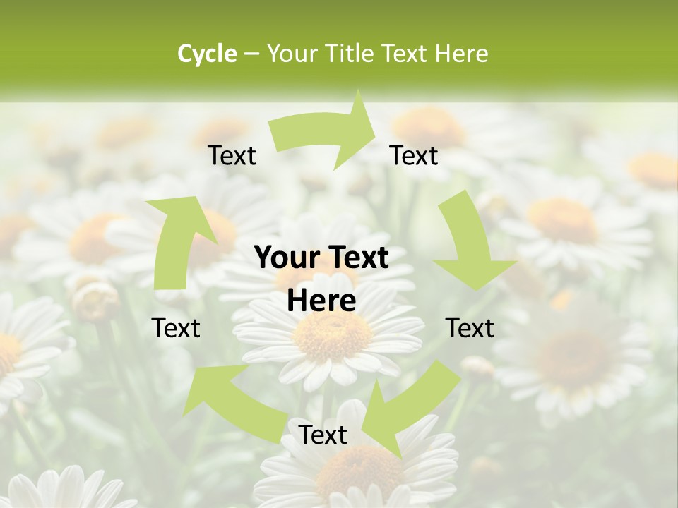 Camomile Field PowerPoint Template