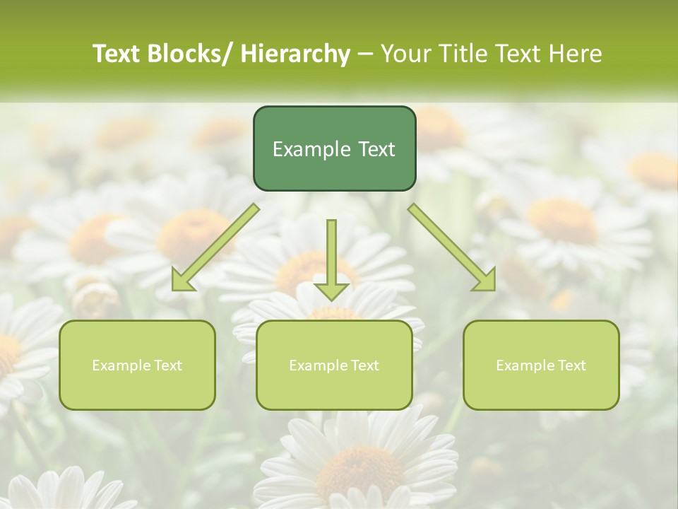 Camomile Field PowerPoint Template