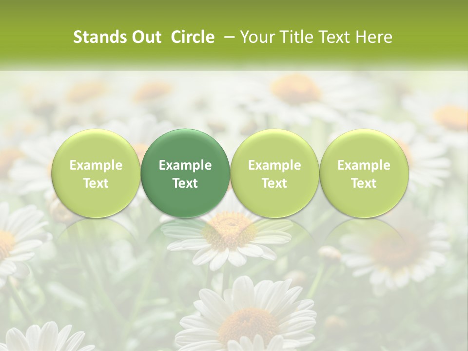 Camomile Field PowerPoint Template