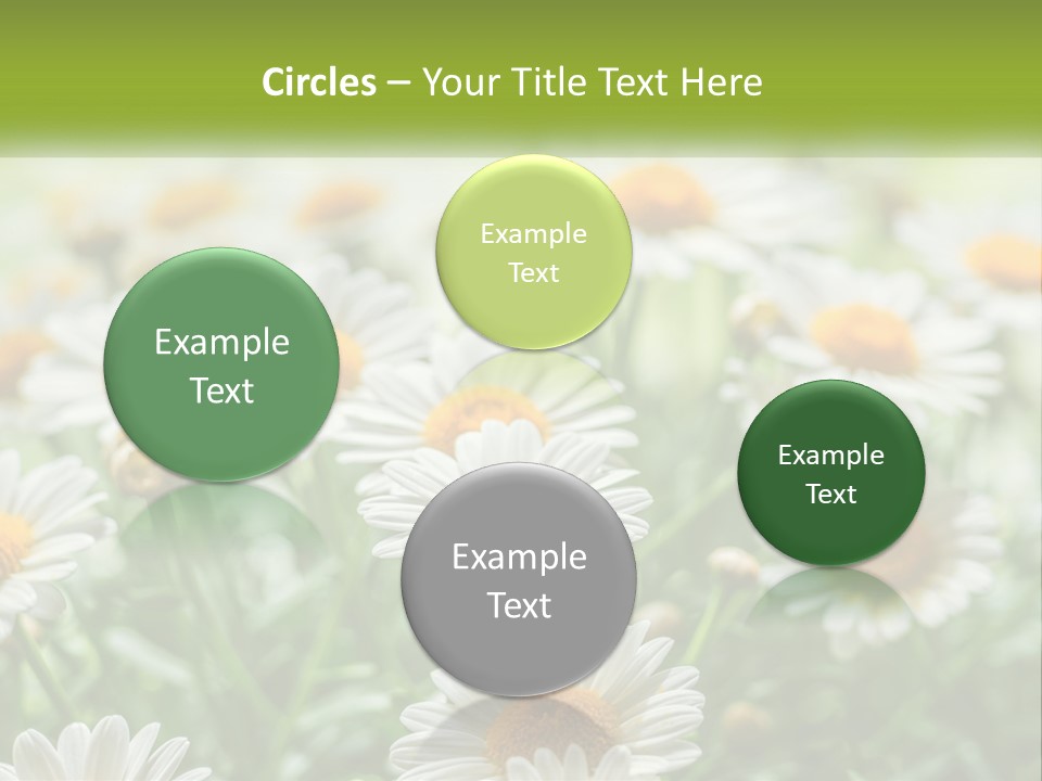 Camomile Field PowerPoint Template