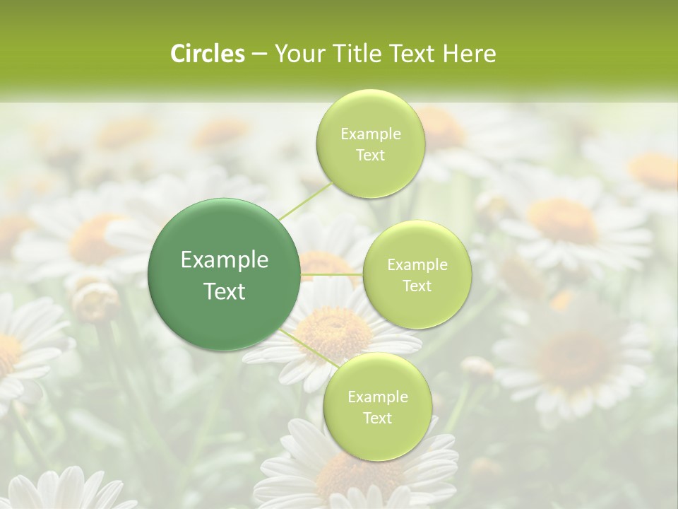 Camomile Field PowerPoint Template