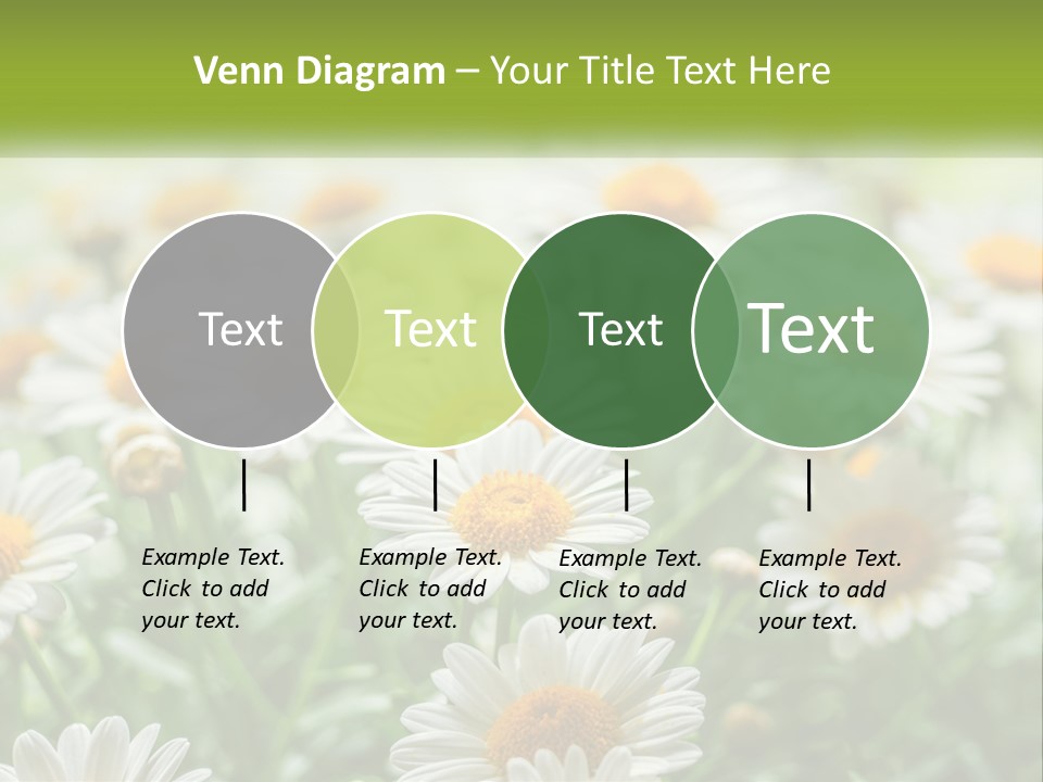 Camomile Field PowerPoint Template