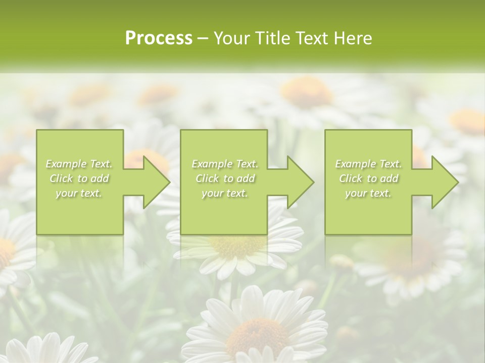 Camomile Field PowerPoint Template