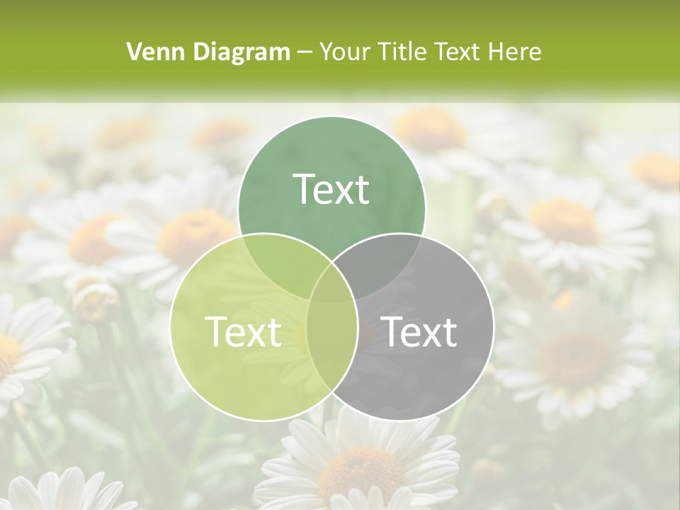 Camomile Field PowerPoint Template