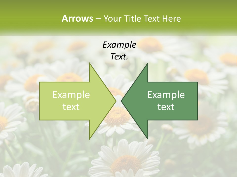 Camomile Field PowerPoint Template
